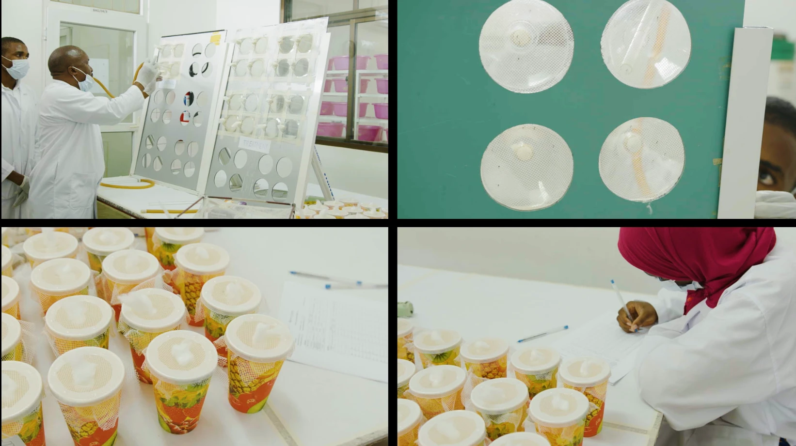 WHO cone bioassay workflow