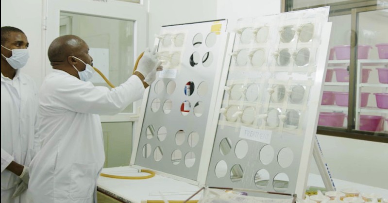 WHO cone bioassay boards — treatment arm