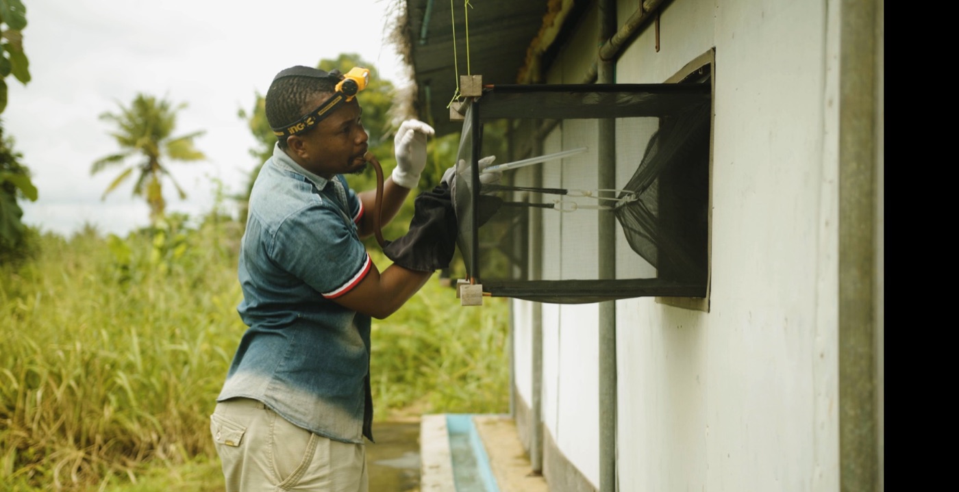 Technician collecting mosquitoes from a window exit trap on an Ifakara experimental hut