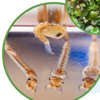 Larval rearing and larvicide testing
