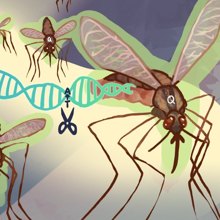 Mosquito colony in the insectary